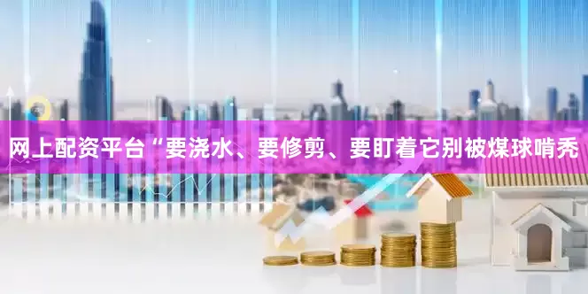 网上配资平台“要浇水、要修剪、要盯着它别被煤球啃秃